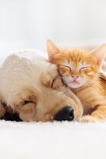 Neem voor hond en/of kat (2 brievenbus verpakkingen)